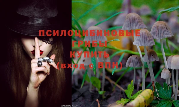 ПСИЛОЦИБИНОВЫЕ ГРИБЫ Алексин